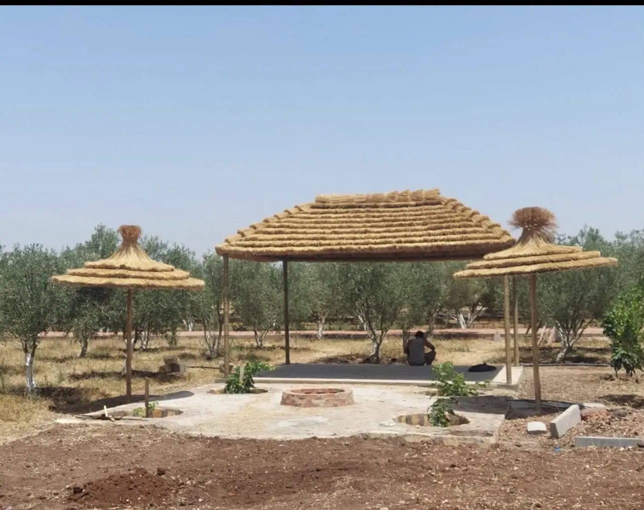 Grand abri naturel et parasols dans une oliveraie